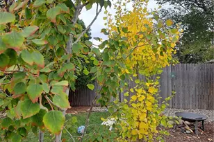 6164 Brentwood St, Arvada, CO 80004 - Photo 37