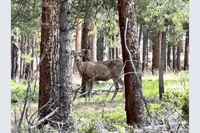 30385 National Forest Drive, Buena Vista, CO 81211 - Photo 15
