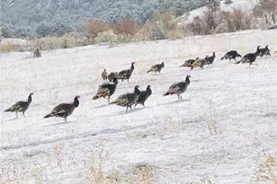 640 County Road 571, Gardner, CO 81040 - Photo 11