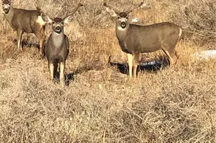 640 County Road 571, Gardner, CO 81040 - Photo 41