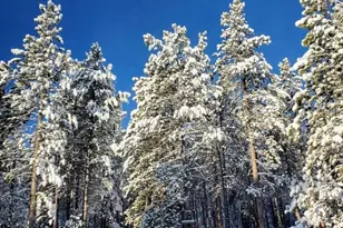 388 Sequoia Dr, Twin Lakes, CO 81251 - Photo 35