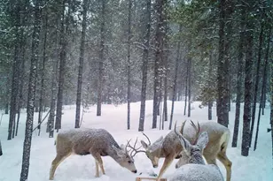 388 Sequoia Dr, Twin Lakes, CO 81251 - Photo 5