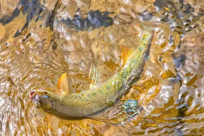 388 Sequoia Drive, Twin Lakes, CO 81251 - Photo 39