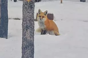 388 Sequoia Dr, Twin Lakes, CO 81251 - Photo 33