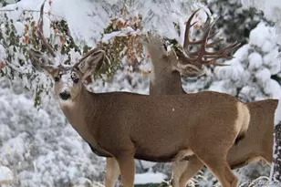 620 Cumberland Rd, Larkspur, CO 80118 - Photo 29