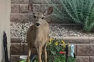 620 Cumberland Rd, Larkspur, CO 80118 - Photo 33