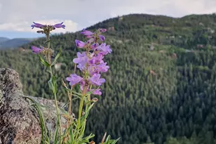 9648 Yegge Rd, Morrison, CO 80465 - Photo 3