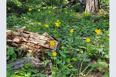 9648 Yegge Road, Morrison, CO 80465 - Photo 19