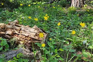 9648 Yegge Rd, Morrison, CO 80465 - Photo 19