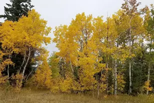 9648 Yegge Rd, Morrison, CO 80465 - Photo 29