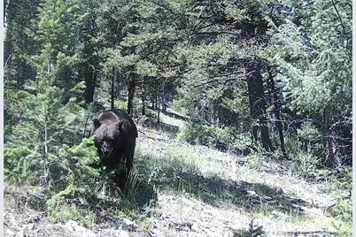 14794 Wetterhorn Peak Trail, Pine, CO 80470 - Photo 17