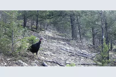 14794 Wetterhorn Peak Trail, Pine, CO 80470 - Photo 15