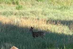 2477 Bellavista St, Castle Rock, CO 80109 - Photo 45