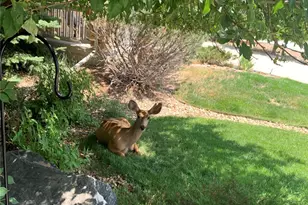 2477 Bellavista St, Castle Rock, CO 80109 - Photo 47