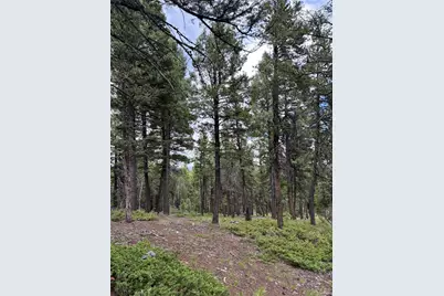 28651 Belle Point Drive, Conifer, CO 80433 - Photo 15