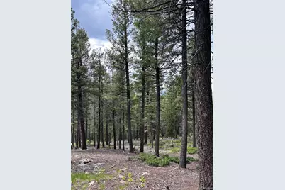 28651 Belle Point Drive, Conifer, CO 80433 - Photo 9