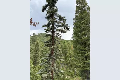 28651 Belle Point Drive, Conifer, CO 80433 - Photo 5