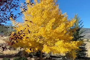 18311 Wagon Trail, Buena Vista, CO 81211 - Photo 41