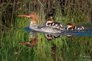 38 Lonesome Pine Dr, Antonito, CO 81120 - Photo 35