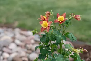 389 W Caley Dr, Littleton, CO 80120 - Photo 39