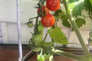 210 Pinto St, Golden, CO 80401 - Photo 33