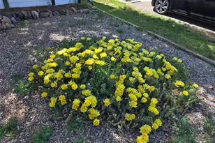 210 Pinto St, Golden, CO 80401 - Photo 29