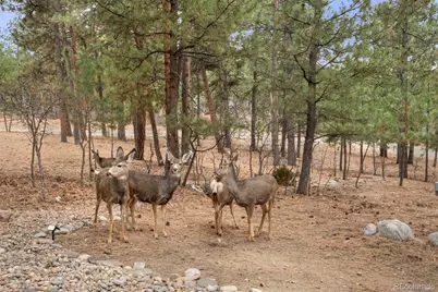 1935 Poncha Court, Larkspur, CO 80118 - Photo 31