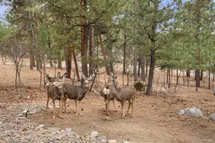 1935 Poncha Ct, Larkspur, CO 80118 - Photo 31