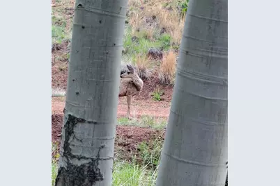L1 B4 Columbine Circle, Woodland Park, CO 80863 - Photo 23