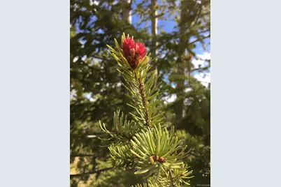 1513 Chinook Road, Idaho Springs, CO 80452 - Photo 19