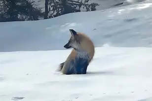 19184 Silver Ranch Rd, Conifer, CO 80433 - Photo 37