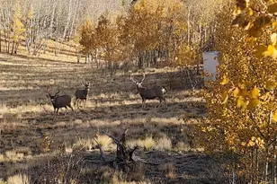 2387 Buffalo Ridge Rd, Como, CO 80432 - Photo 39