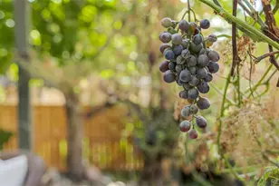 5334 Owens St, Arvada, CO 80002 - Photo 27