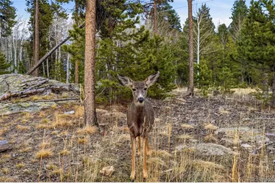 31551 Black Widow Drive, Conifer, CO 80433 - Photo 47