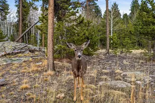 31551 Black Widow Dr, Conifer, CO 80433 - Photo 47