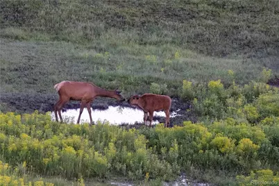 13079 Whisper Canyon Road, Castle Pines, CO 80108 - Photo 47
