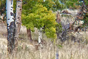 12414 S US Hwy 285, Conifer, CO 80433 - Photo 11