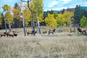 12414 S US Hwy 285, Conifer, CO 80433 - Photo 47