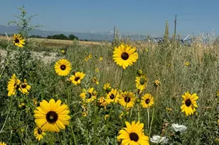 12441 Tower Rd, Commerce City, CO 80022 - Photo 31