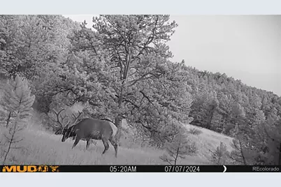 591599 Soul Shine Road, Drake, CO 80515 - Photo 7