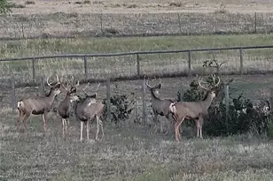 7736 S Shenandoah Dr, Elizabeth, CO 80107 - Photo 7