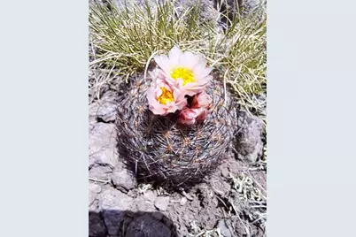 5250 Uxta Trail, Hartsel, CO 80449 - Photo 11