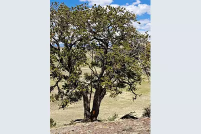 5250 Uxta Trail, Hartsel, CO 80449 - Photo 23