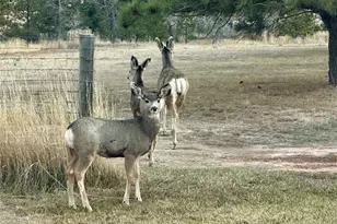 2314 Savage Rd, Elizabeth, CO 80107 - Photo 17