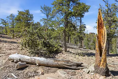 33149 Janelle Circle, Golden, CO 80403 - Photo 3