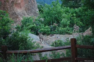 6227 Colorow Dr, Morrison, CO 80465 - Photo 35