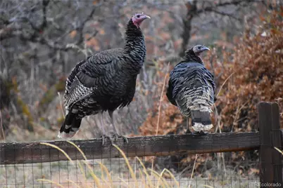 6227 Colorow Drive, Morrison, CO 80465 - Photo 39
