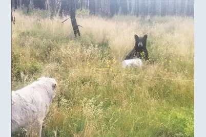 954 Forbes Park Road, Fort Garland, CO 81133 - Photo 9