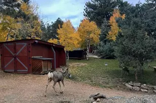 280 Bunny Rd, Bailey, CO 80421 - Photo 5