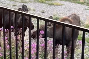 662 Cr-1, Fairplay, CO 80440 - Photo 47